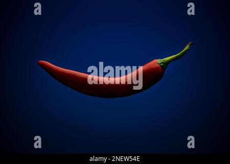 Chili auf blauem Hintergrund Stockfoto
