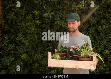 Ein Gärtner mit grüner Mütze hält eine Holzkiste mit Zimmerpflanzen vor dem lebenden immergrünen Zaun Phillyrea latifolia. Lieferung von Setzlingen ab Werk n Stockfoto