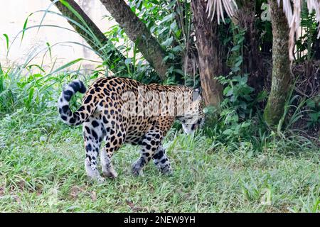 Jaguar geht von hinten durch den Wald Stockfoto