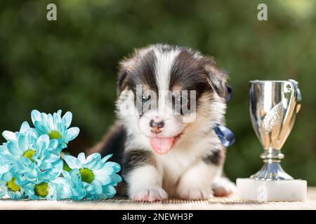 Lächelnder Welpe von walisischem Corgi pembroke mit dem ersten Preis - Silberbecher. Glücklicher Champion Welpe Stockfoto