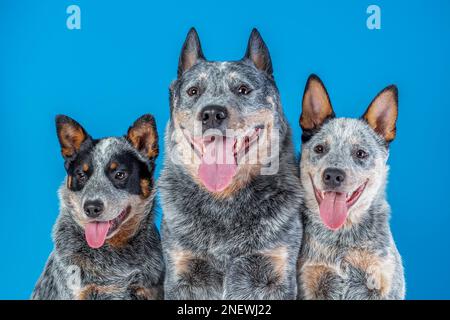 Porträt einer niedlichen Familie von australischem Rinderhund oder blauem Absatz. Vater Hund und zwei Welpen lächeln mit ausgestreckter Zunge auf blauem Hintergrund. Stockfoto