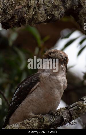 Lachender Kookaburra, der beste Vogel, den man fotografieren kann Stockfoto