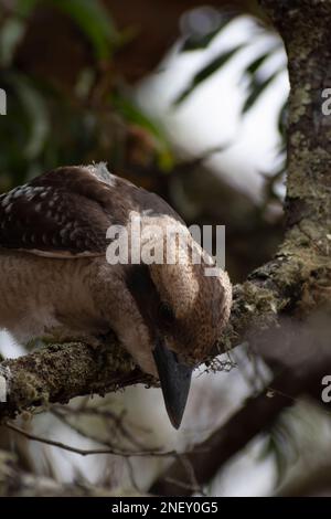 Lachender Kookaburra, der beste Vogel, den man fotografieren kann Stockfoto