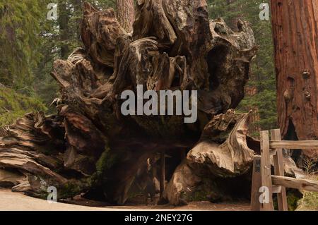 Aus nächster Nähe sehen Sie den größten Kofferraum der Welt, der als Tunnel genutzt wird, durch den Menschen gehen, Sequoia National Park, Kalifornien Stockfoto