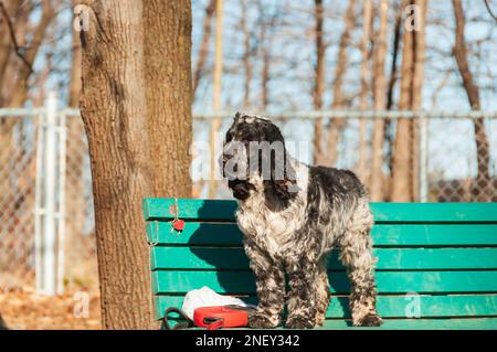 English Springer Spaniel Schwarz-Weiß-Seitenansicht auf einer Bank in einem Park, Quebec Country, Kanada Stockfoto