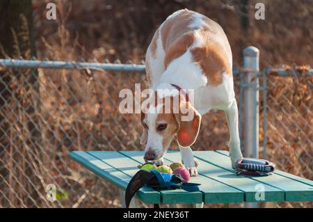 Beagle-Weiher-Welpe steht auf einem Tisch - Nahaufnahme Stockfoto