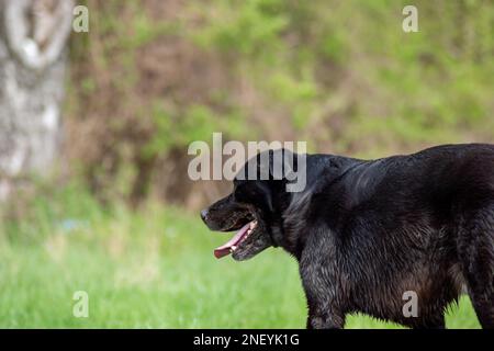 Der alte Hund hat an einem sonnigen Tag in der Natur Durst bekommen Stockfoto