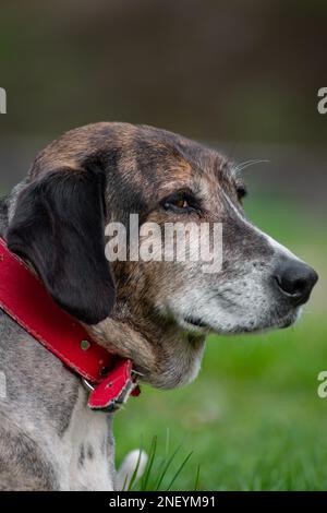 Rücksichtsvoller schwarzer Hund mit rotem Halsband, der in die Natur starrt Stockfoto