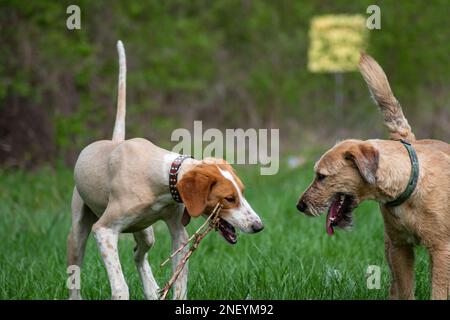 Zwei Hunde, die mit Holzstäbchen auf der Wiese spielen Stockfoto