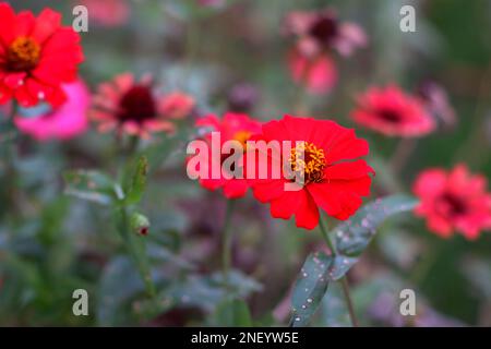 Zinnia Flowers sind leuchtend rot vor Dem Hintergrund anderer Blumen im Yard of the House, im Dorf Belo Laut Pad Stockfoto