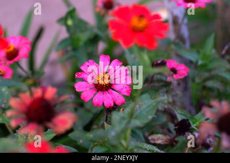 Die Farbe Der Roten Und Rosafarbenen Zinnia-Blumen Im Yard, Im Dorf Belo Laut Am Nachmittag Stockfoto