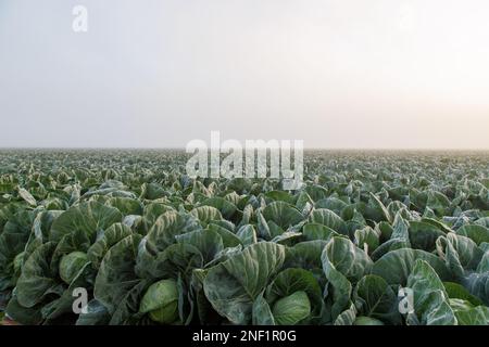 Sonnenaufgang über Salat im Nebel Stockfoto