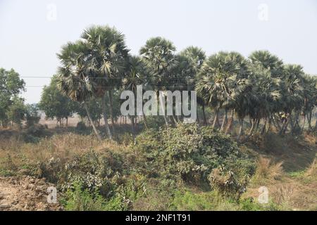 Palmen in der Nähe des Tata Nano-Kontroversen-Landes in Singur, Hooghly, Westbengalen, Indien. Stockfoto