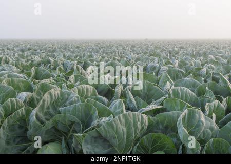 Sonnenaufgang über Salat im Nebel Stockfoto