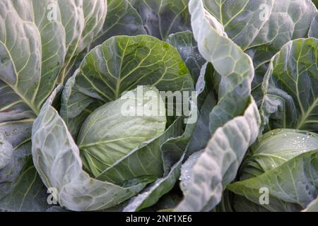 Sonnenaufgang über Salat im Nebel Stockfoto