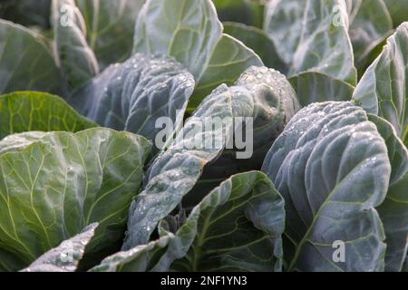 Sonnenaufgang über Salat im Nebel Stockfoto