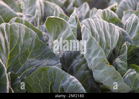 Sonnenaufgang über Salat im Nebel Stockfoto