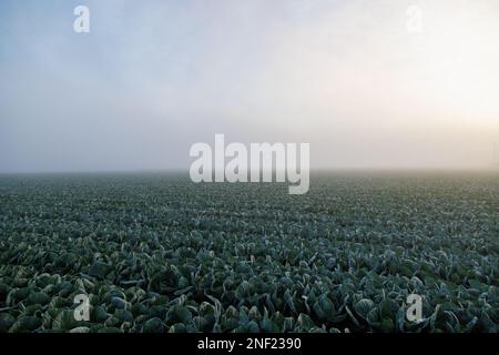 Sonnenaufgang über Salat im Nebel Stockfoto