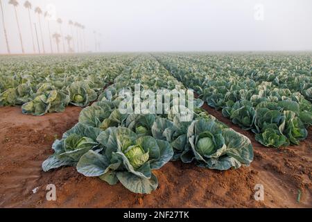 Sonnenaufgang über Salat im Nebel Stockfoto