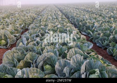 Sonnenaufgang über Salat im Nebel Stockfoto