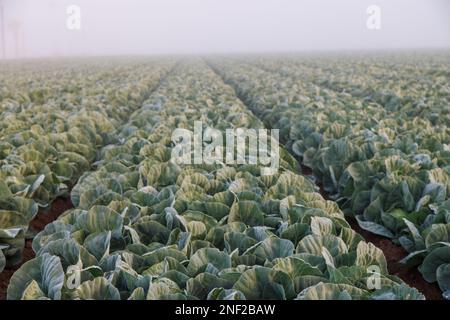 Sonnenaufgang über Salat im Nebel Stockfoto