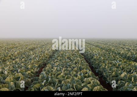 Sonnenaufgang über Salat im Nebel Stockfoto