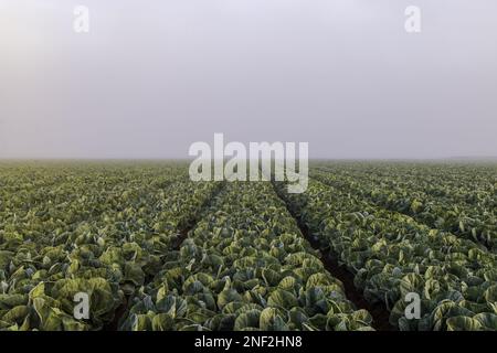 Sonnenaufgang über Salat im Nebel Stockfoto