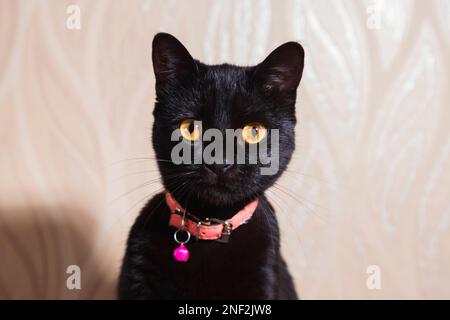 Edle schwarze Katze mit rosa Kragen sitzt auf türkischem Teppich Stockfoto