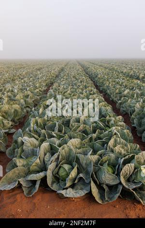 Sonnenaufgang über Salat im Nebel Stockfoto