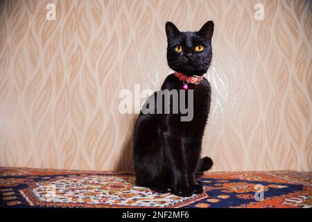 Edle schwarze Katze mit rosa Kragen sitzt auf türkischem Teppich Stockfoto