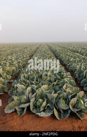 Sonnenaufgang über Salat im Nebel Stockfoto