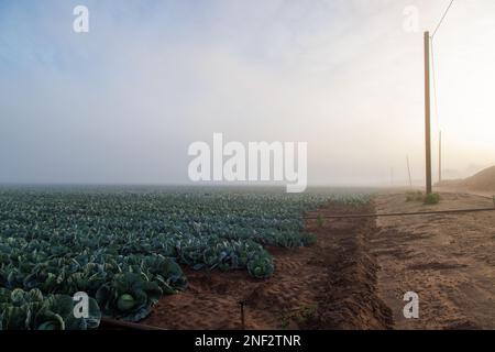 Sonnenaufgang über Salat im Nebel Stockfoto