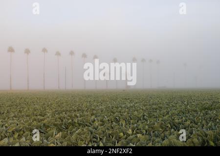 Sonnenaufgang über Salat im Nebel Stockfoto