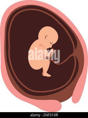 Zwanzig Wochen Baby-Fötus Stock Vektor