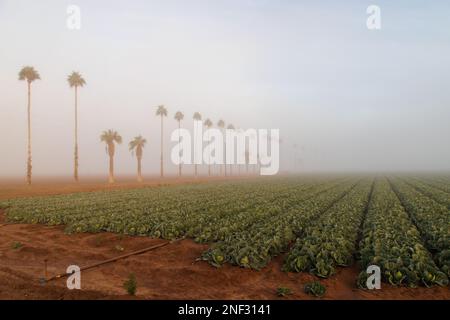 Sonnenaufgang über Salat im Nebel Stockfoto