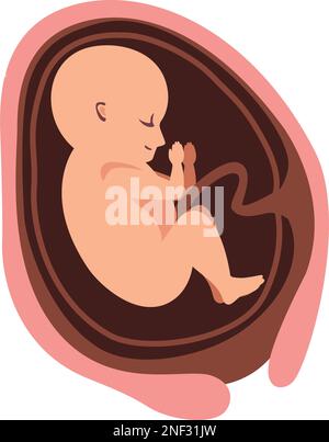 30 Wochen Fetusbaby Stock Vektor