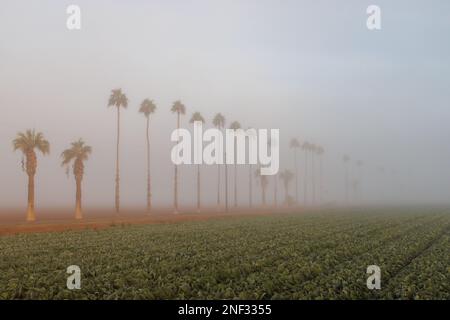 Sonnenaufgang über Salat im Nebel Stockfoto