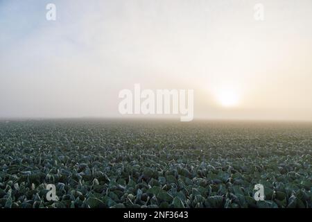 Sonnenaufgang über Salat im Nebel Stockfoto