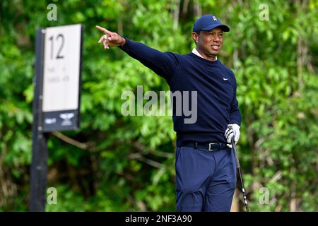 Pacific Palisades, Kalifornien, USA. 16. Februar 2023. Tiger Woods signalisiert, dass sein Ball gleich nach dem Abschlag auf dem 12. Loch der ersten Runde der Genesis Invitational im Riviera Country Club am 16. Februar 2023 verschwunden ist. Er beendete die zweite Runde unter Par. (Kreditbild: © Mark Edward Harris/ZUMA Press Wire) NUR REDAKTIONELLE VERWENDUNG! Nicht für den kommerziellen GEBRAUCH! Stockfoto