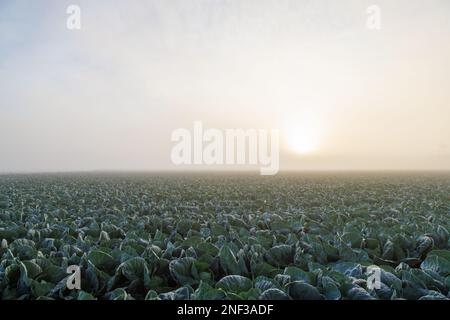 Sonnenaufgang über Salat im Nebel Stockfoto