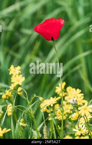 Rot blühende Mohnblume Nahaufnahme zwischen gelben Blumen auf einem unscharfen Hintergrund Stockfoto