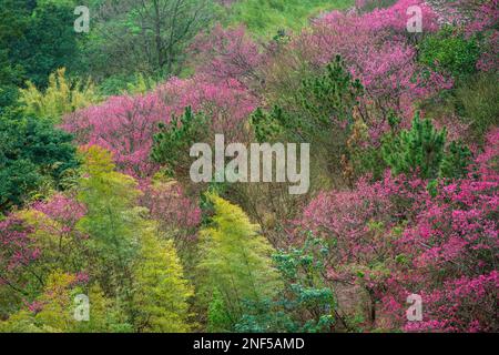 Blühende rosafarbene Taiwan-Kirschblüten. Smaragdgrüner Bambus und grüne Sträucher. Der Frühling ist in voller Blüte. Ein Hügel im Bezirk Beitou, Taipei, Taiwan. Stockfoto