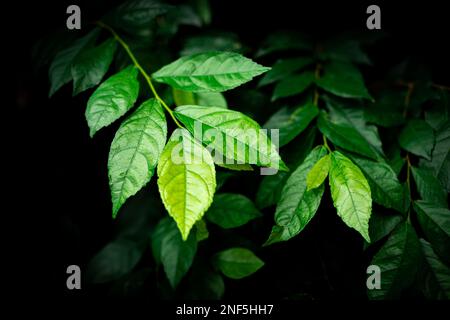 Sehen Sie frische grüne Blätter aus nächster Nähe, die aus dem dunklen Hintergrund im tropischen Regenwald hervorgehen. Stockfoto