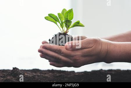 Lernen Sie, die Natur zu pflegen. Eine unbekannte Frau hält eine Pflanze, die aus dem Boden wächst. Stockfoto