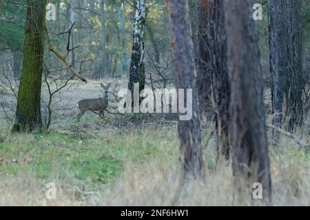 Im Wald steht ein Hirsch Stockfoto