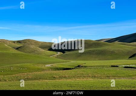 Hügel bedeckt mit frischem grünen Gras. Frühlingslandschaft Stockfoto