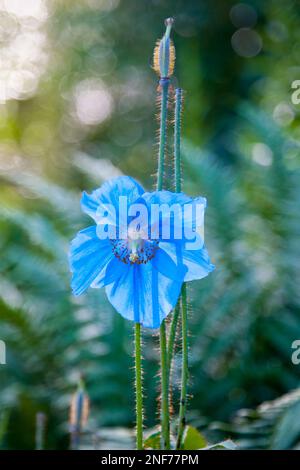 MECONOPSIS BETONICIFOLIA, HIMALAYA-BLAUER MOHN Stockfoto