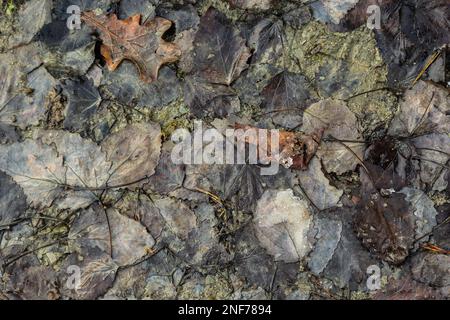 Heruntergefallene trockene Blätter auf dem Boden, Bodenstrukturen, braune und gelbe Blätter. Stockfoto