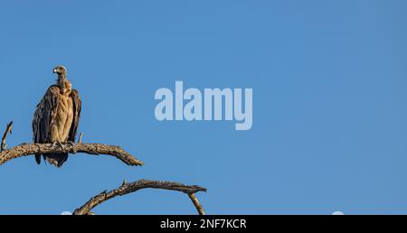 Geier (Gyps Africanus), der auf einem Zweig im Kruger-Nationalpark, Südafrika, sitzt Stockfoto