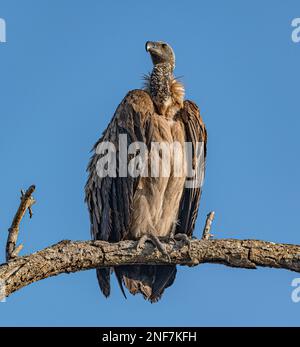 Geier (Gyps Africanus), der auf einem Zweig im Kruger-Nationalpark, Südafrika, sitzt Stockfoto